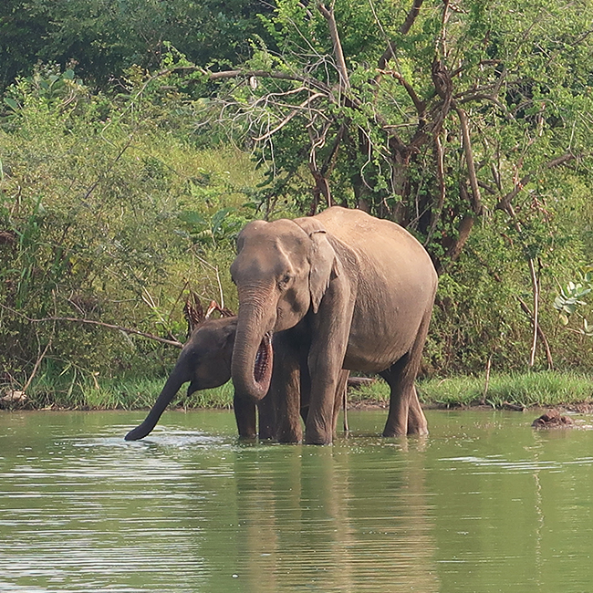 travels in sri lanka with sushilla-udawalawe